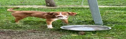 Meticcio cani in regalo: Eric  a Provincia di Bergamo - Annuncio 2