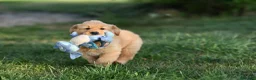 Golden Retriever cani in vendita: Allevamento professionale  cucciolata inglese - Annuncio 10