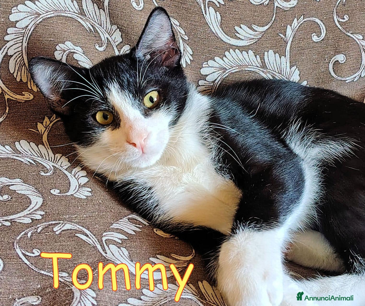 Europeo gatti 🖤🧡 TOMMY DOLCE GATTINO CERCA CASA - Annuncio 15