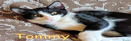Europeo gatti in regalo: 🖤🧡 TOMMY DOLCE GATTINO CERCA CASA - Annuncio 1