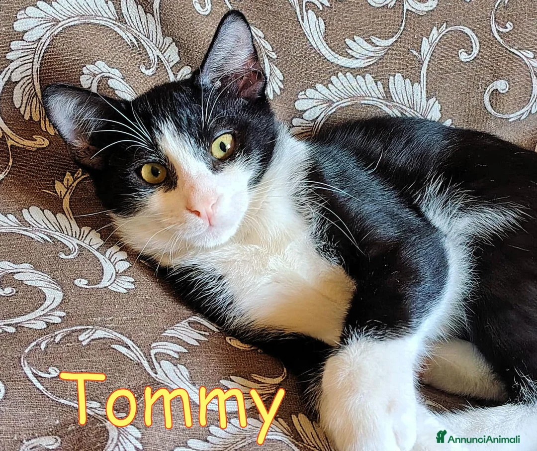 Europeo gatti in regalo: 🖤🧡 TOMMY DOLCE GATTINO CERCA CASA - Annuncio 1