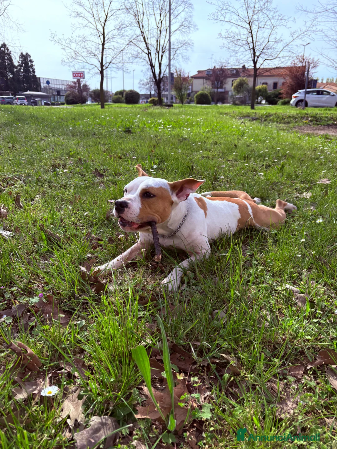 American Staffordshire cani in regalo: Amstaff in regalo - Annuncio 2