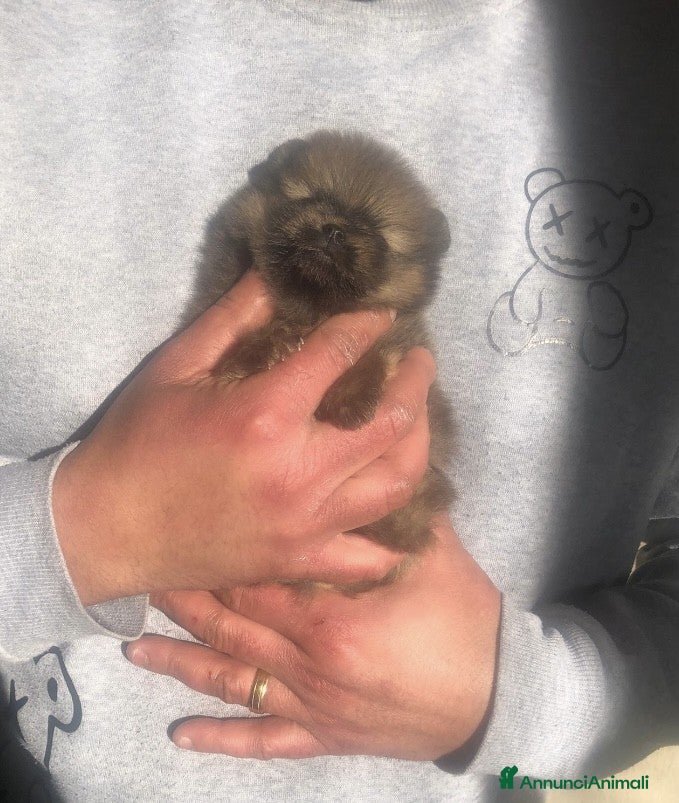 Volpino Pomerania cani Pomerania selezionati, con Pedigree ENCI. - Annuncio 2