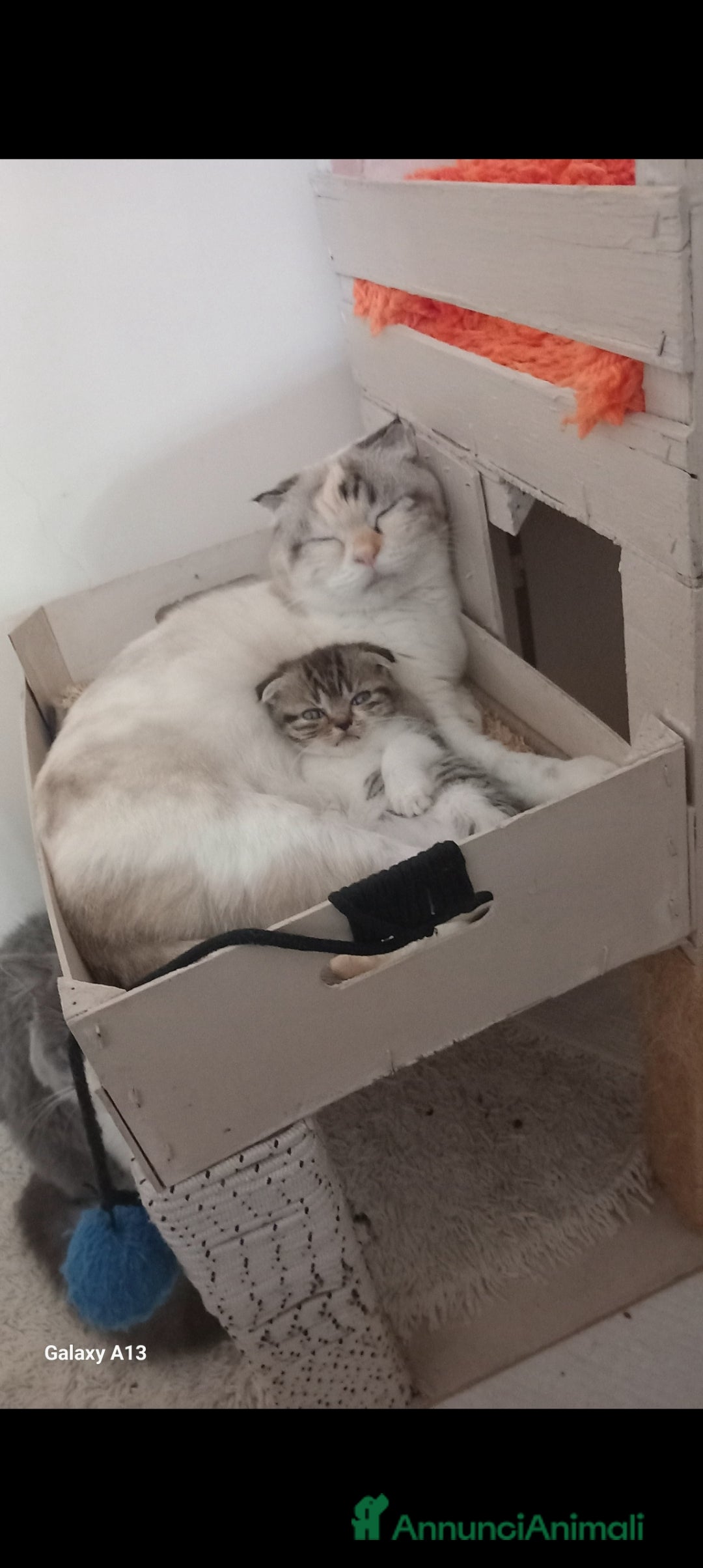 Scottish gatti Schottich Fold  - Annuncio 1