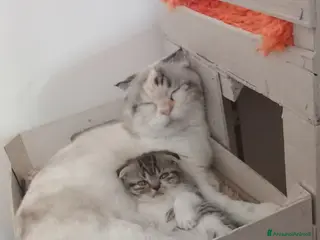 Scottish gatti Schottich Fold - Annuncio 4