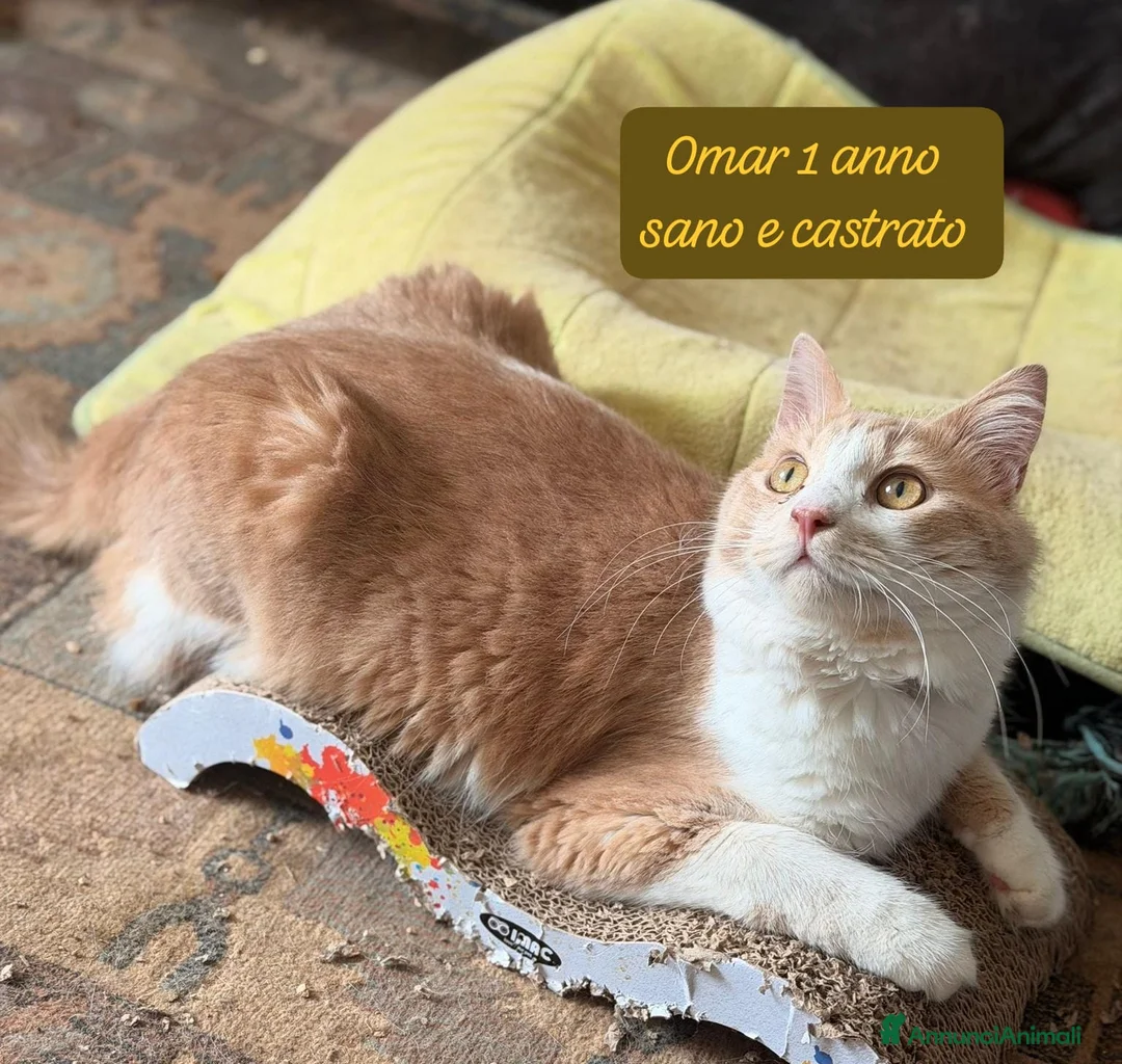 Europeo gatti in regalo: Gattini destinati alla colonia  a Provincia di Ferrara - Annuncio 2