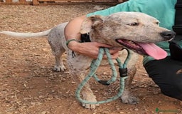 Meticcio cani in regalo: Molossino 2anni mollato 1anno fa..in canile.COSENZ a Città metropolitana di Milano - Immagine 8