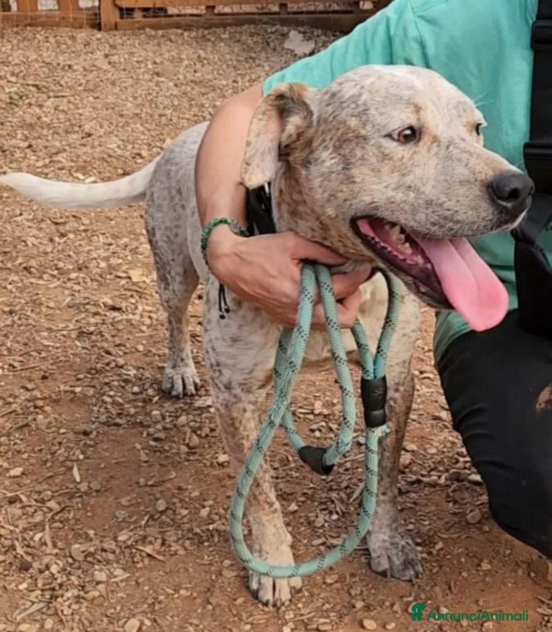 Meticcio cani in regalo: Molossino 2anni mollato 1anno fa..in canile.COSENZ a Città metropolitana di Milano - Annuncio 8