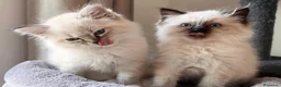Ragdoll gatti in vendita: Bellissimi cuccioli di ragdoll - Annuncio 4