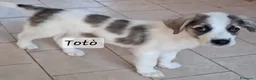 Meticcio cani in regalo: Totò .. guardate questo cucciooo meraviglioso  - Annuncio 1