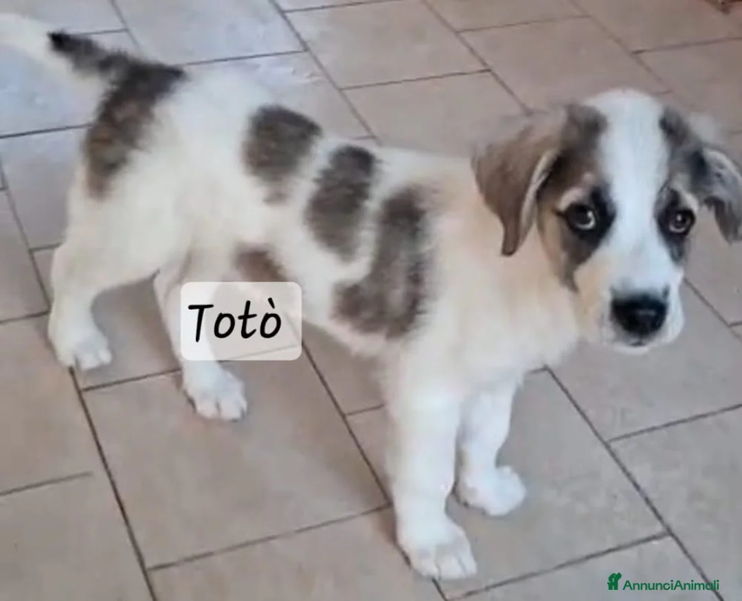Meticcio cani in regalo: Totò .. guardate questo cucciooo meraviglioso  - Annuncio 1