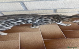 Bengala gatti in vendita: Cucciolo bengala a Provincia di Frosinone - Immagine 14