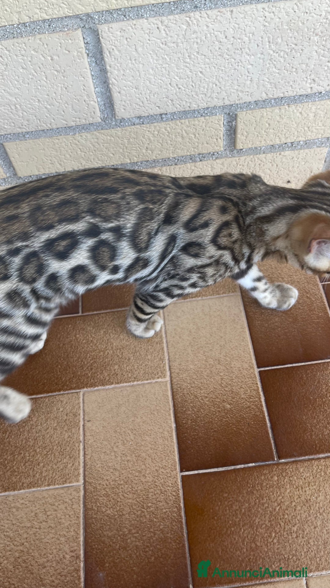 Bengala gatti in vendita: Cucciolo bengala a Provincia di Frosinone - Immagine 14