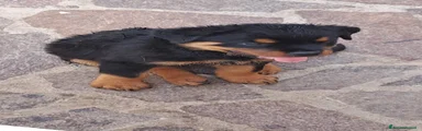 Rottweiler 9