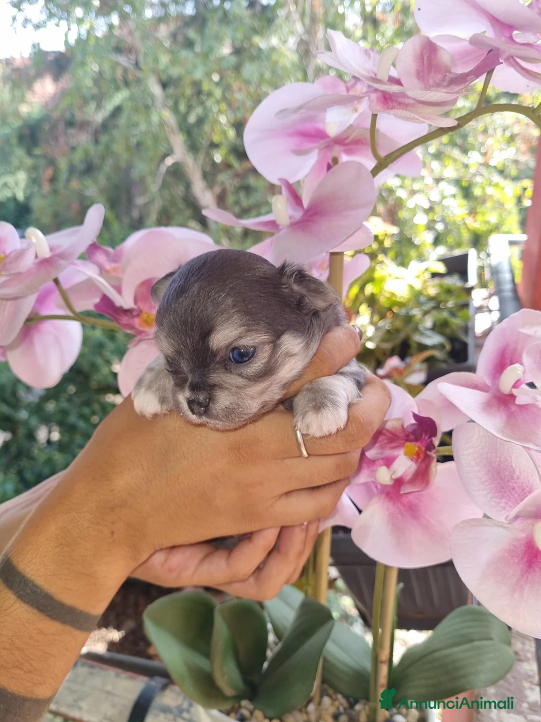 Chihuahua cani in vendita: Cuccioli di chihuahua toy  - Annuncio 2