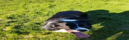 Border Collie cani per accoppiamento: Aky cerca fidanzata per accoppiamento  - Annuncio 5