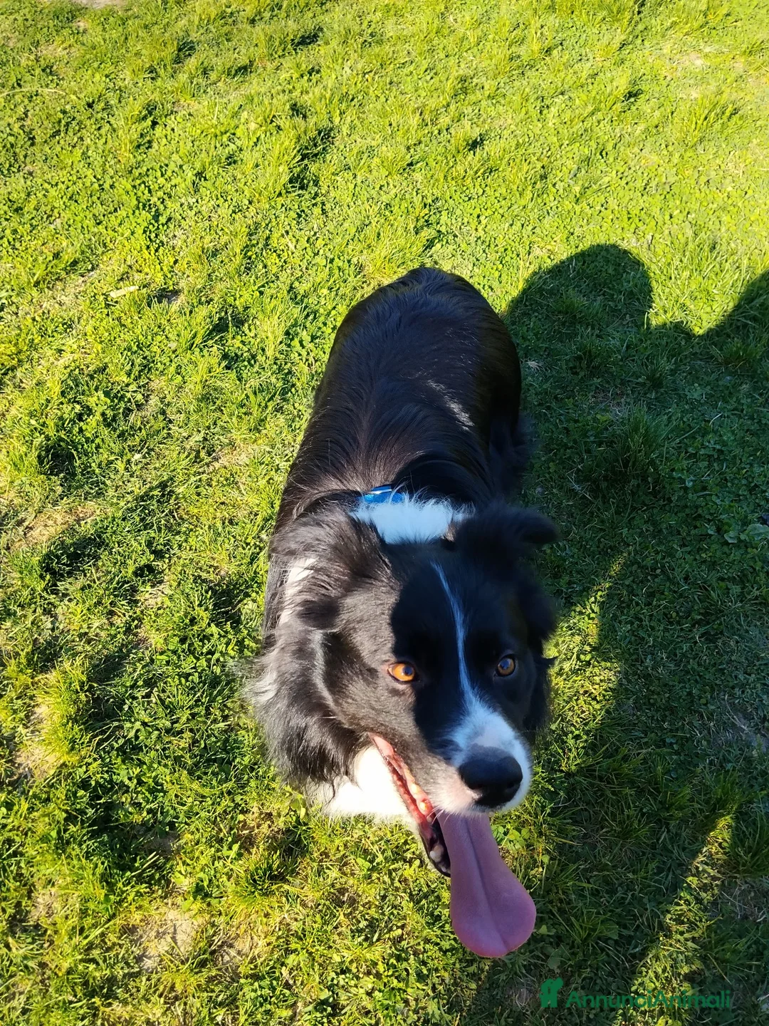 Border Collie cani per accoppiamento: Aky cerca fidanzata per accoppiamento  - Annuncio 5
