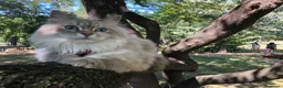Siberiano gatti in vendita: Cuccioli gatti Siberiani Neva Masque Pedigree ANFI a Città Metropolitana di Bologna - Annuncio 2
