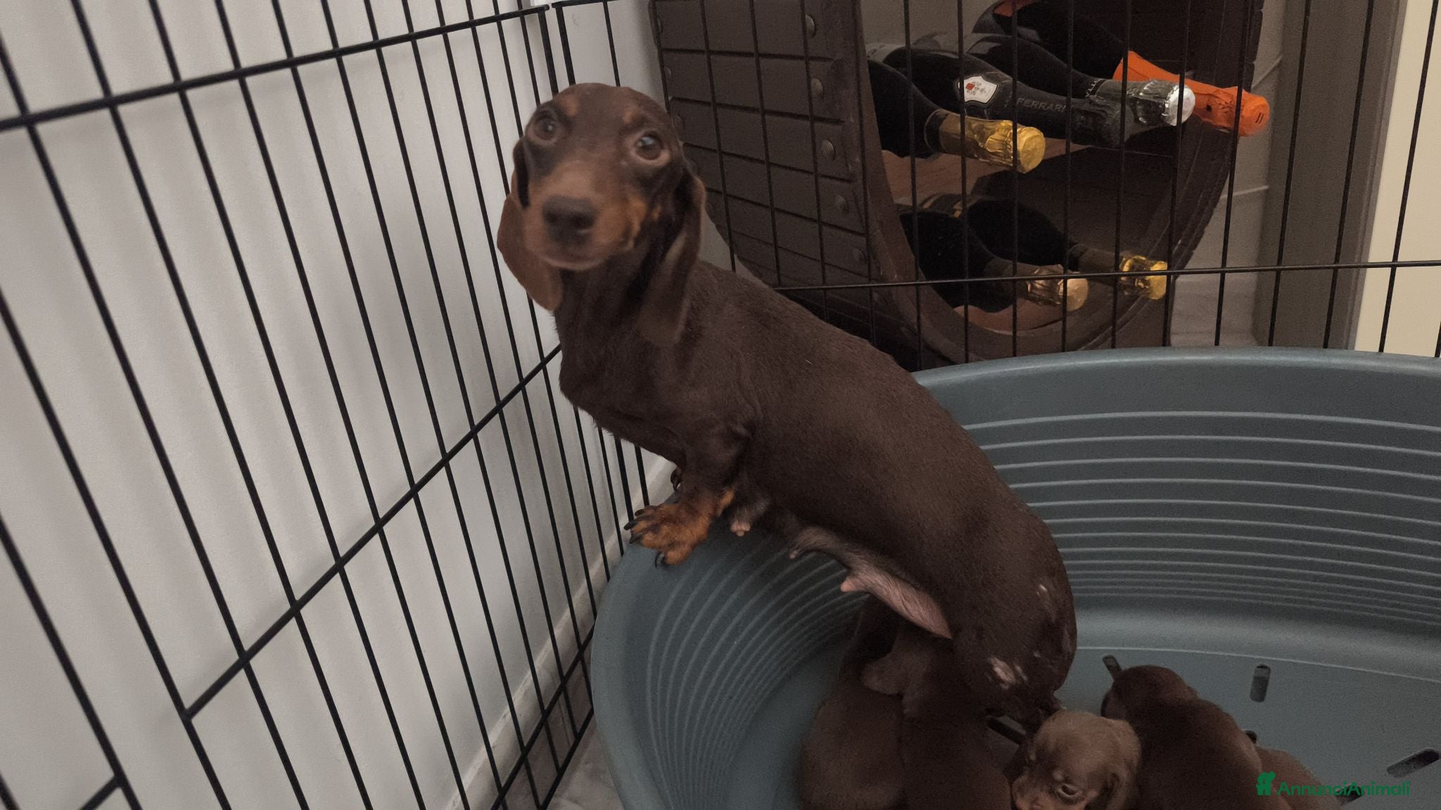 Bassotto cani Bassotto tedesco pelo raso nano / kaninchen  - Annuncio 1