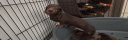 Bassotto cani in vendita: Bassotto tedesco pelo raso nano / kaninchen  - Annuncio 1