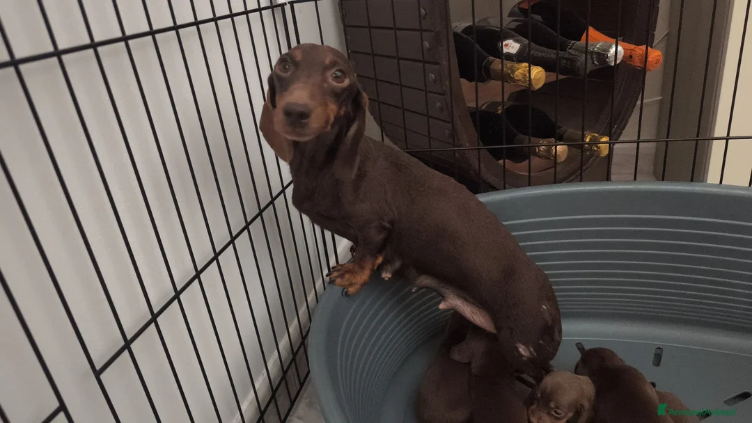 Bassotto cani in vendita: Bassotto tedesco pelo raso nano / kaninchen  - Annuncio 1