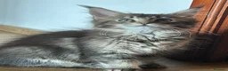Maine Coon gatti in vendita: Maine Coon  - Annuncio 4