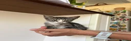 Meticcio gatti in regalo: GATTINE TENERE E GATTA ADULTA - Annuncio 3
