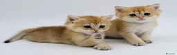 British gatti in vendita: British golden shorthair  - Annuncio 9