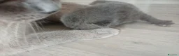 Scottish gatti in vendita: Scottish blu point  - Annuncio 10