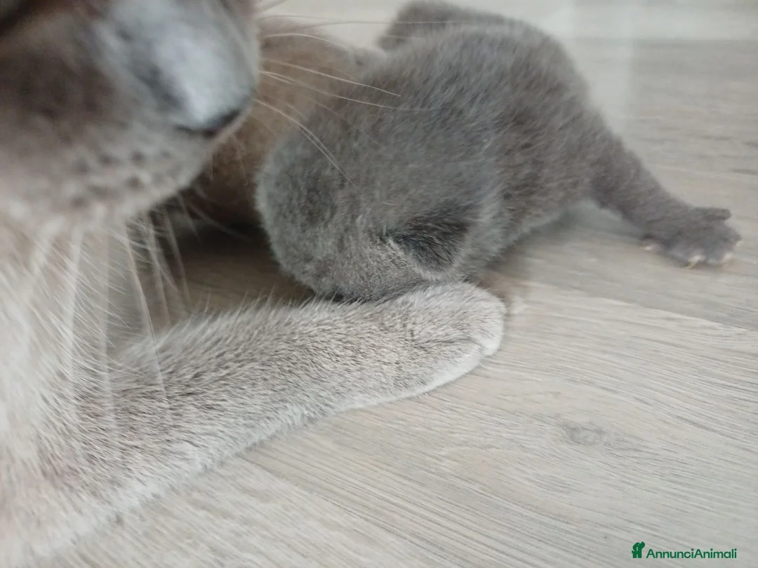 Scottish gatti in vendita: Scottish blu point  - Annuncio 10