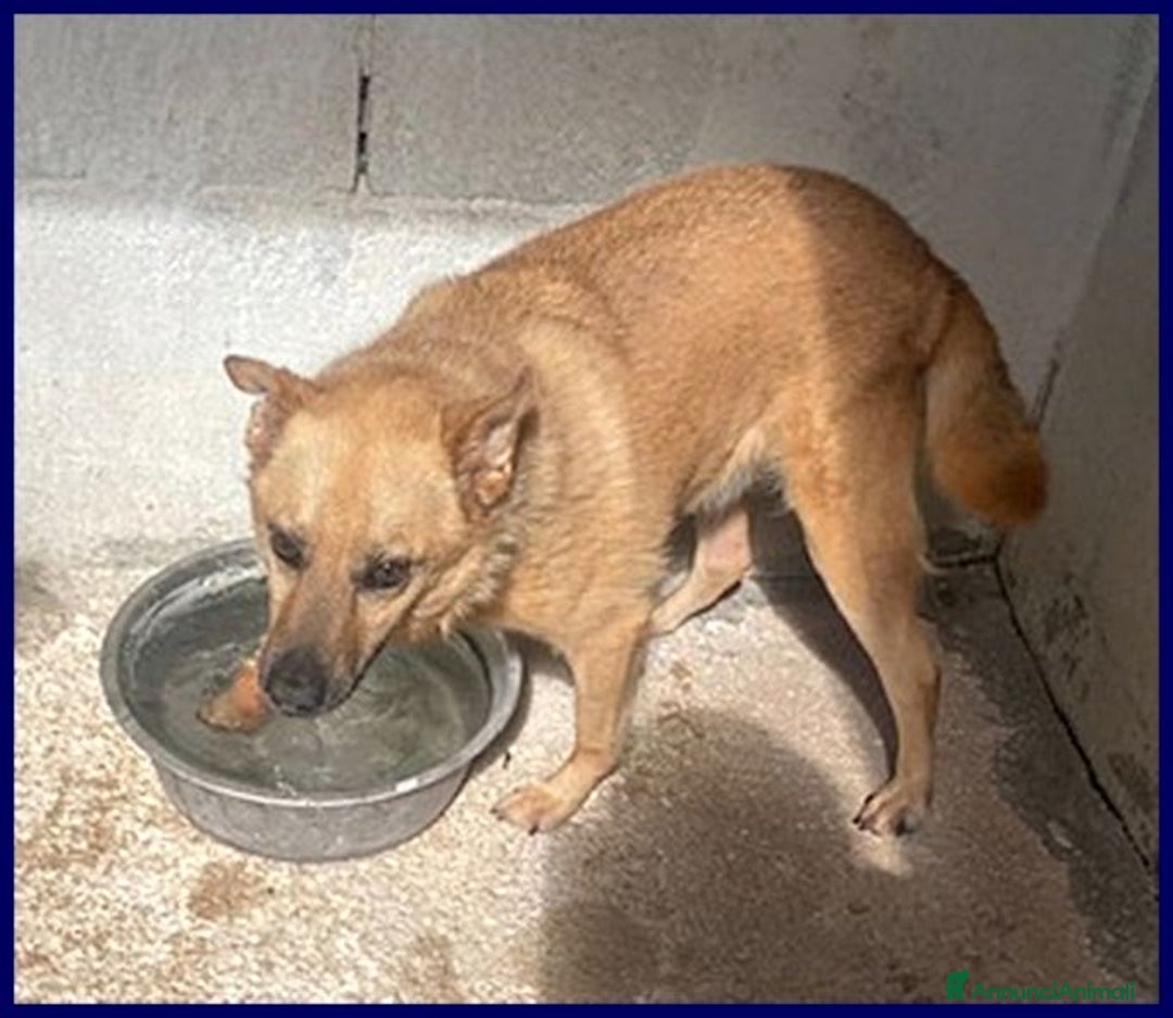 Meticcio cani in regalo: BOMBER simpatico con tanta voglia di coccole - Annuncio 5