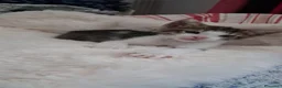 Meticcio gatti in regalo: Tre simpatiche canaglie ❤️ - Annuncio 12