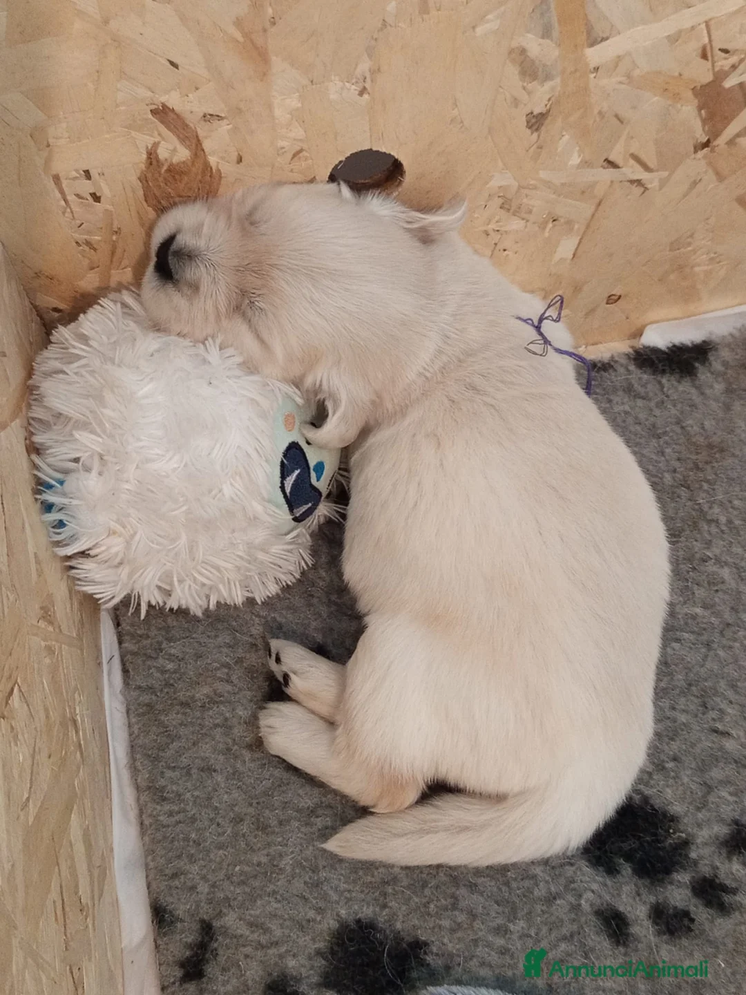 Golden Retriever cani in vendita: Vendo cuccioli - Annuncio 2