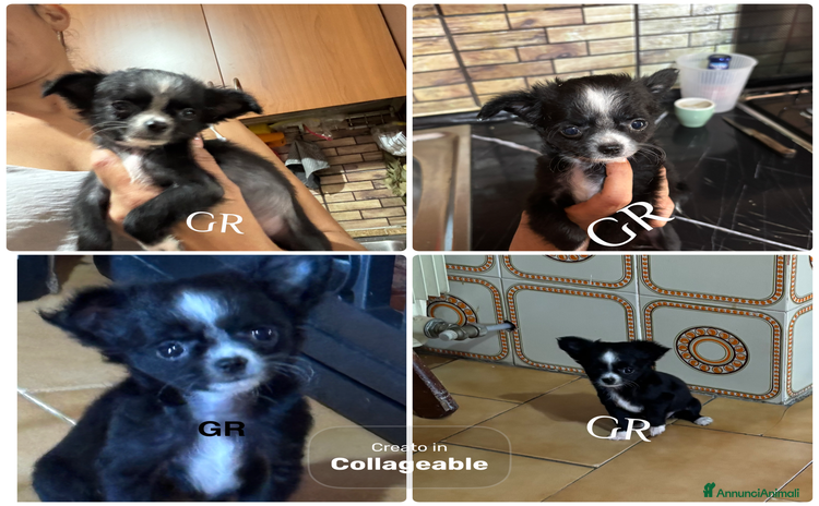 Chihuahua cani - Annuncio 20