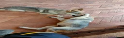 Lupo Cecoslovacco cani in vendita: Cuccioli cane lupo cecoslovacco  - Annuncio 5