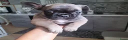 Bulldog Francese cani in vendita: Bulldog francese  - Annuncio 6