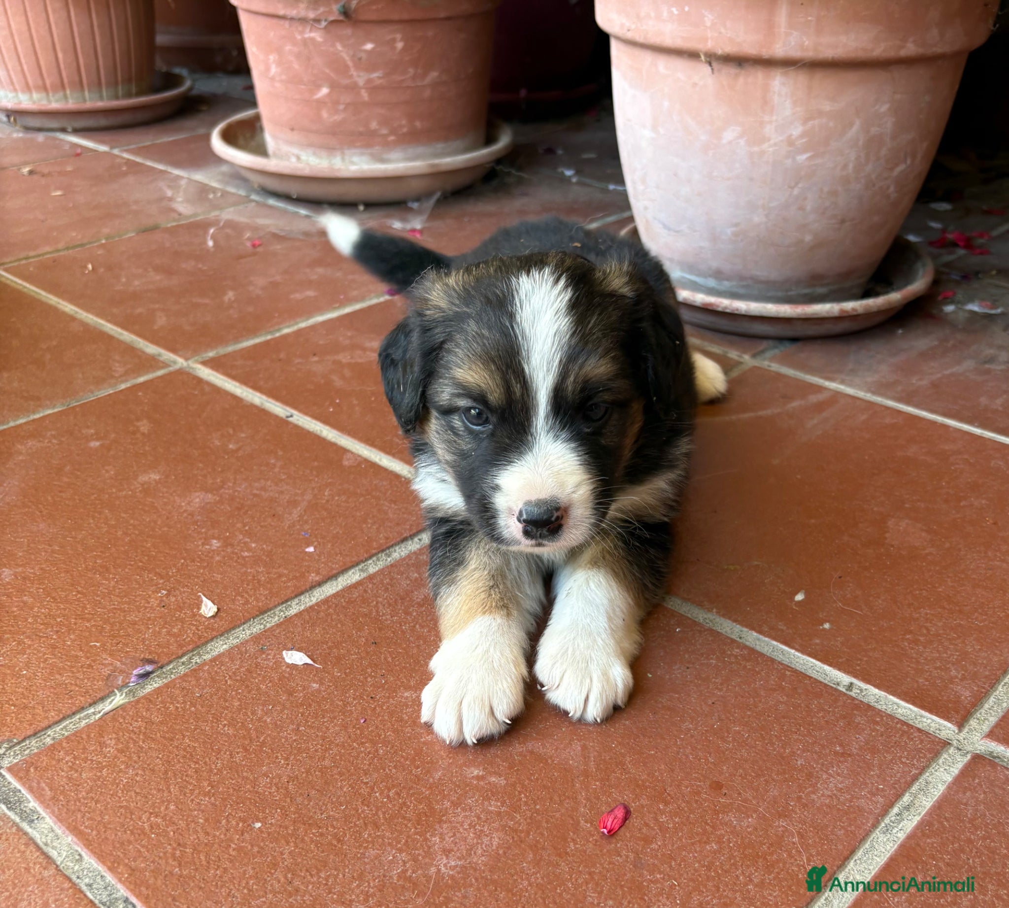 Meticcio cani in regalo: Regalo cuccioli di cane meticci  a Provincia di Chieti - Annuncio 3