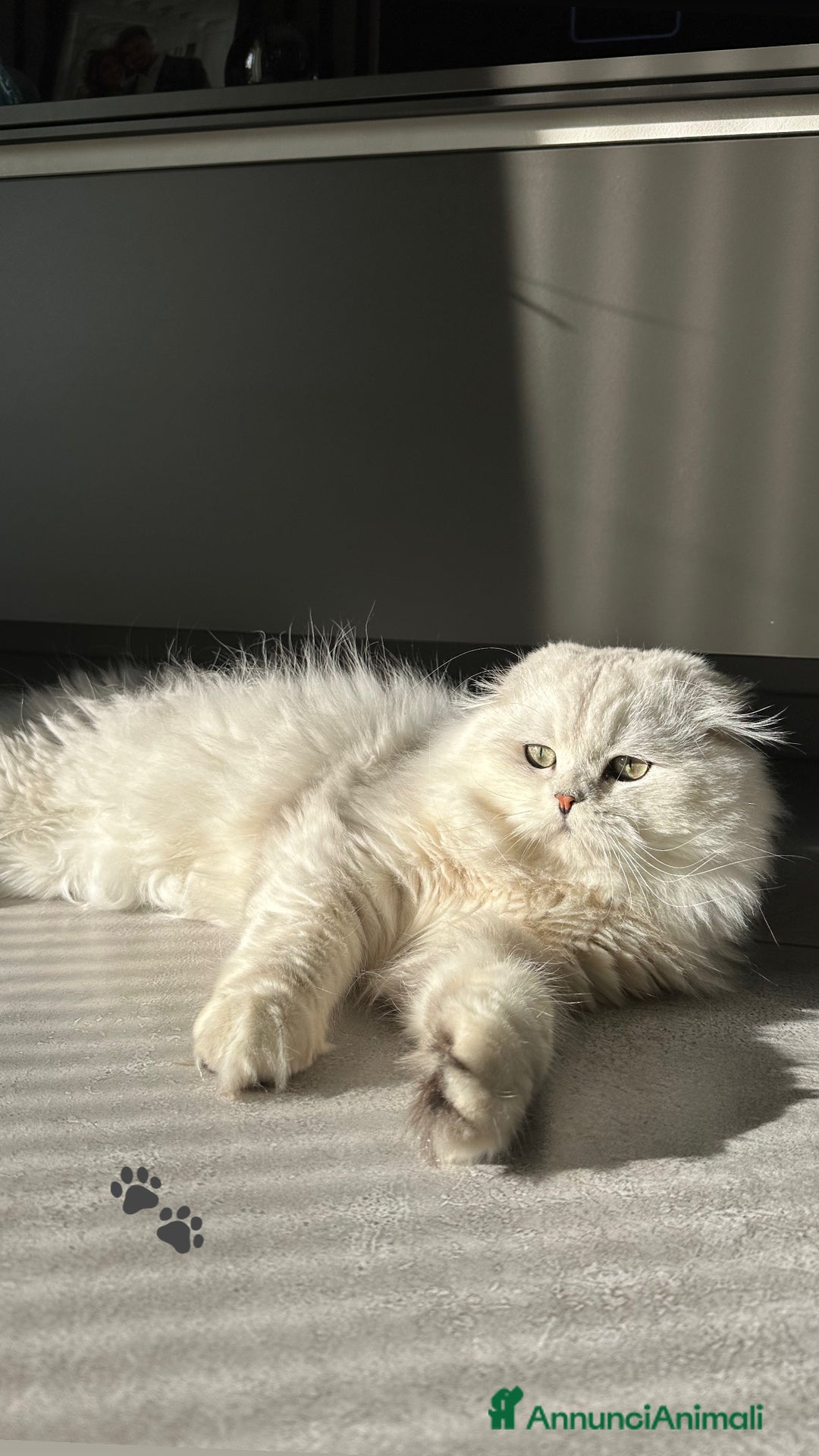 Scottish gatti per accoppiamento: Scottish fold maschio per accoppiamento  - Annuncio 2