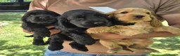 Cocker cani in vendita: Cuccioli di cocker spaniel con pedigree enci neri  - Annuncio 2