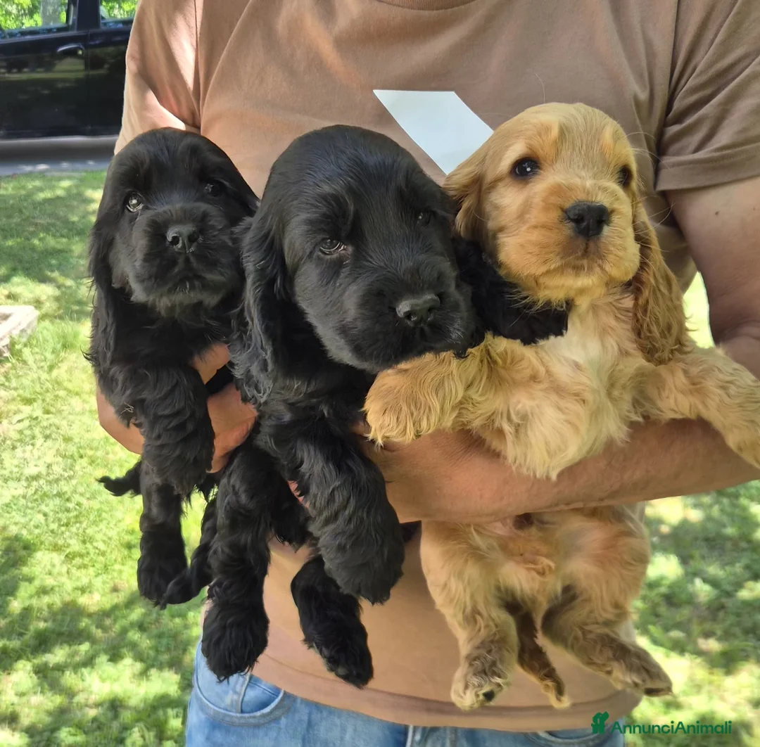 Cocker cani in vendita: Cuccioli di cocker spaniel con pedigree enci neri  - Annuncio 2