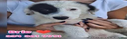 Meticcio cani in regalo: BRIE 🩷  UNA MACCHIA, MILLE COCCOLE 😍😍 a Provincia di Padova - Annuncio 3