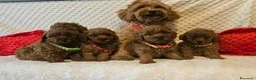 Maltipoo cani in vendita: Adorabili Cuccioli di Maltipoo F1b a Città metropolitana di Milano - Annuncio 7