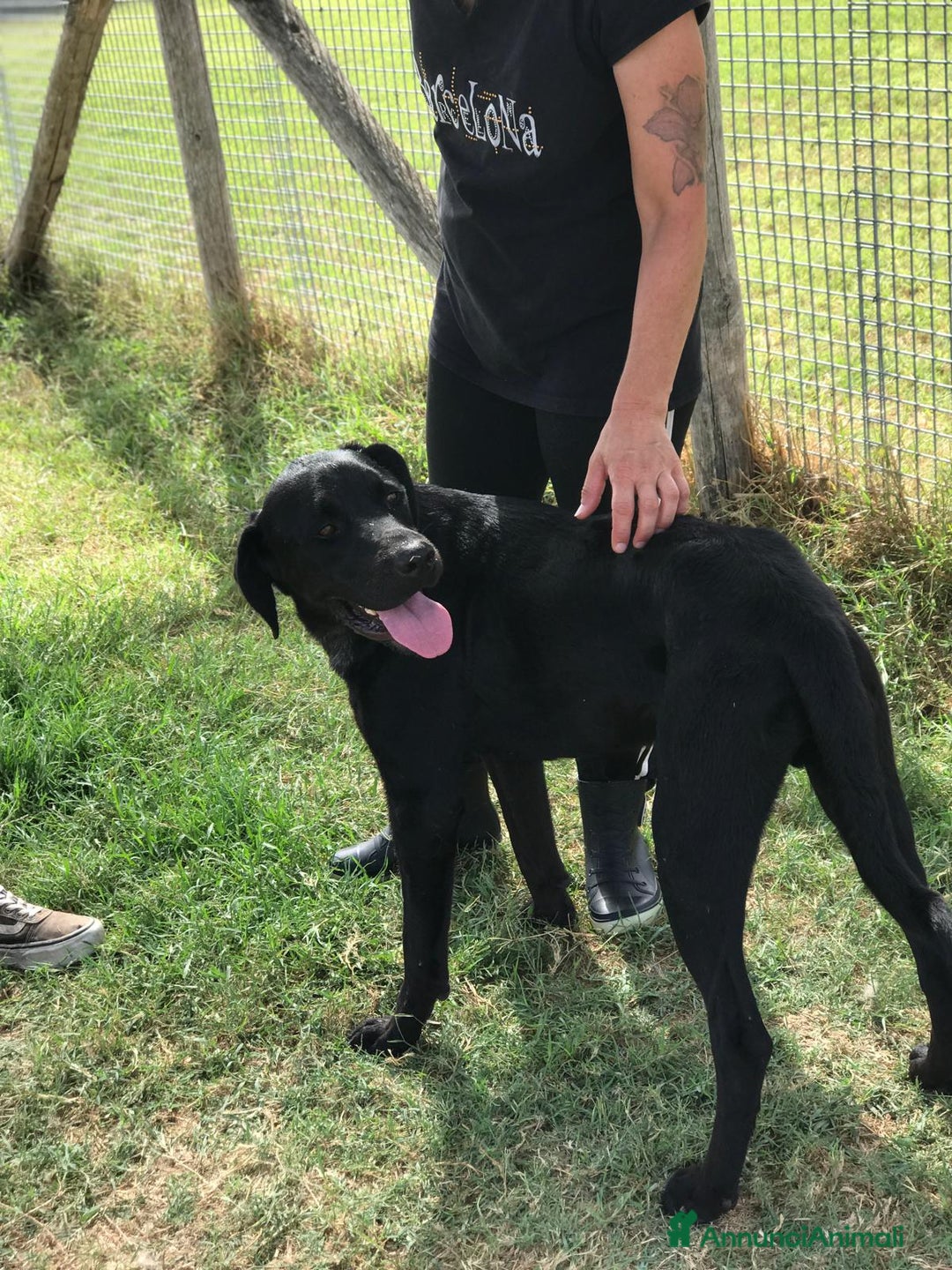 Meticcio cani in regalo:  BLOCK derivato mastino dalle sette bellezze a Provincia di Latina - Annuncio 8