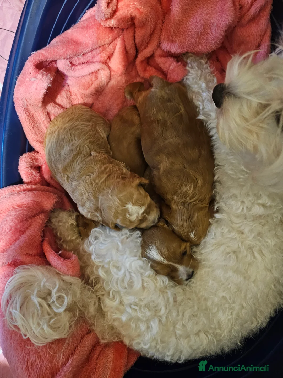Maltipoo cani in vendita: Cucciolo maltipoo particolor  a Città Metropolitana di Napoli - Annuncio 2
