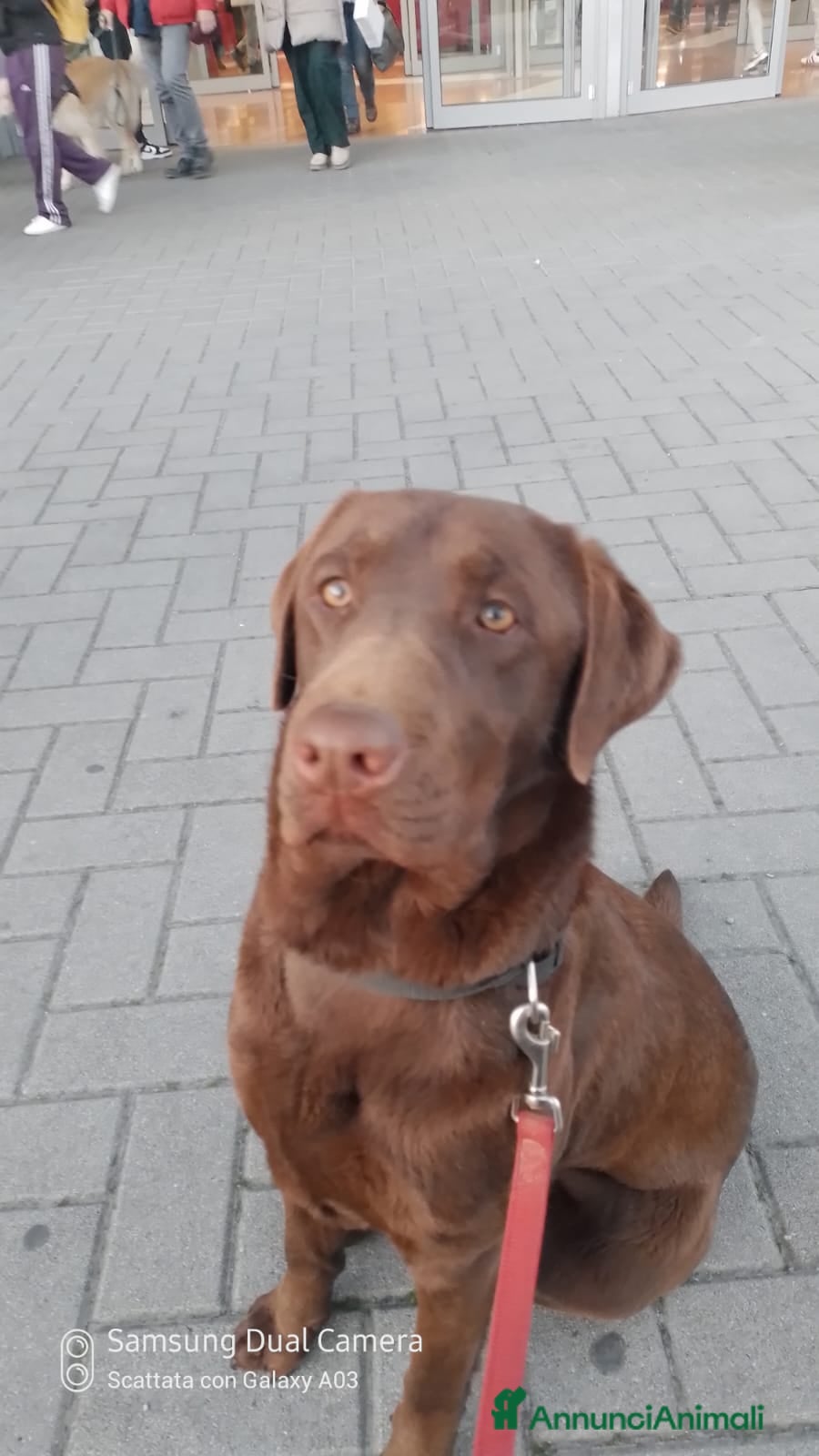 Labrador cani Cuccioli di Labrador Retriever cioccolato  - Annuncio 1