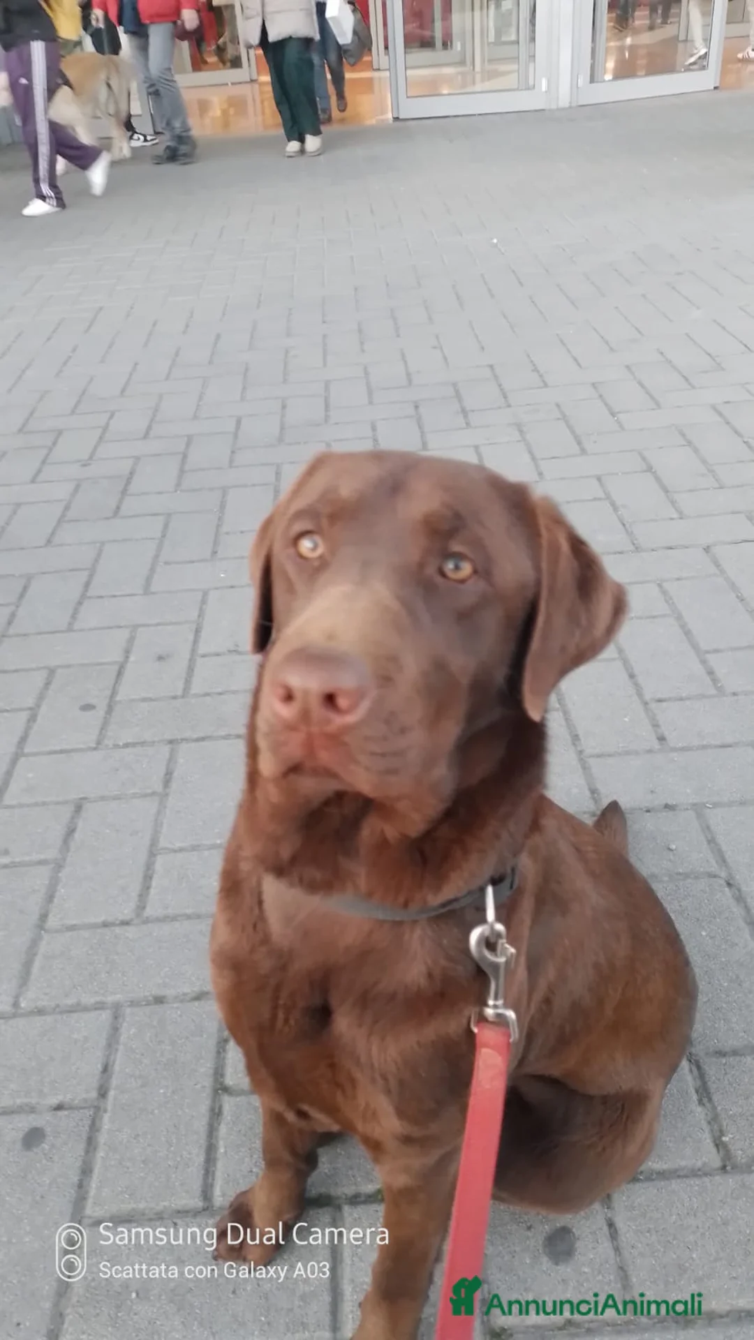 Labrador cani in vendita: Cuccioli di Labrador Retriever cioccolato  - Annuncio 1