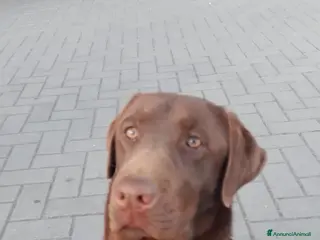 Labrador cani Cuccioli di Labrador Retriever cioccolato - Annuncio 1
