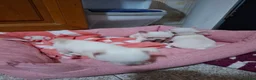 Chihuahua cani in vendita: 3 maschietti chiuhuauha a Provincia di Siena - Annuncio 3