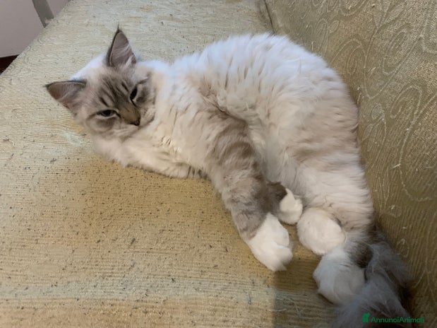 Siberiano gatti a Provincia di Reggio Emilia - Annuncio 6