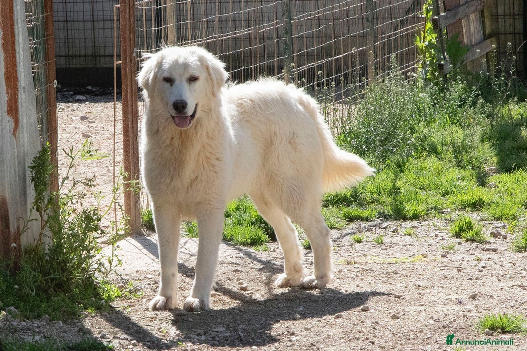 Meticcio cani in regalo: IL DOLCE LUCKY ASPETTA TE  a Provincia di Lecco - Annuncio 7